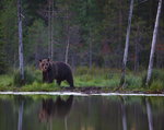 Björn på span vid tjärnen