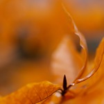 Skyddad av l&ouml;ven