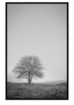 dimmans träd