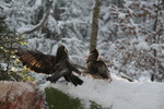 Buzzard  Ormvr&aring;k