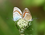 Dubbla fjärilar
