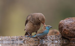 KURRICHANE THRUSH BLUE WAXBILL