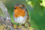 Erithacus rubecula