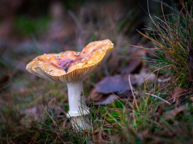 En del av h&ouml;sten