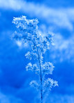 Frost Blommor