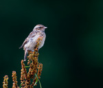 Ung Buskskv&auml;tta