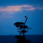 Berguven ropar i sista kv&auml;llsljuset...