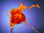 Orange rose splash