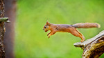 Squirrel in a jump