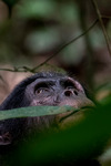 bonobo female