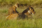 Lejon i Masai Mara