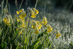 Primula veris