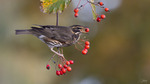 Rödvingetrast / Redwing