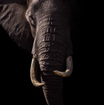 Elephant in the dark