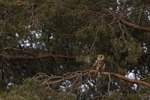 LONG-EARED OWL