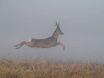 Flygande R&aring;bock i dimman