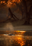 Flodhäst i solnedgång - Mana Pools