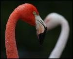 Flamingo in love