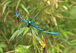 Long-tailed Sylph