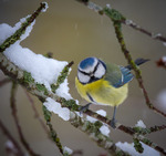 Sn&ouml;f&aring;gel 2.