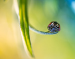 The happy ladybird