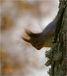 Ekorre i ekskogen