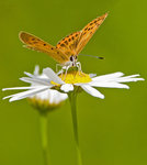 Lycaena Virgaureae, hona