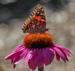 Tistelfj&auml;ril p&aring; toppen