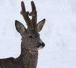 Råbock,Roedeer buck in velvet