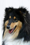 Collie Hanne