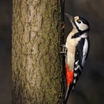 St&ouml;rre hackspett