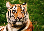 Portrait of a Tiger