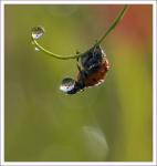 Holding a drop of flowers