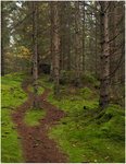 Stigen - skogens Tao.