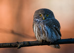 Glaucidium passerinum