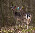 P&aring; v&auml;g till party...