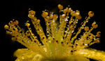 Dewdrops Fountain