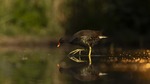 COMMON MOORHEN