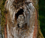 Anar ugglor i mossen