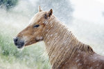 Islandshäst i sommarregn
