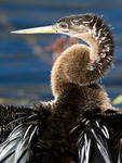 Anhinga Portrait