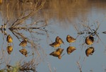 Long-billed Dowitchers