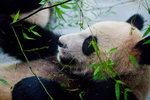 Panda playing