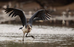 MARABOU STORK