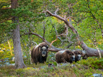 Myskoxar vid Skedbrosjön