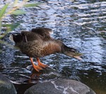 En r&auml;tt glad and i M&auml;laren