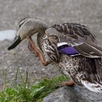 "T&auml;nkande" and 😉