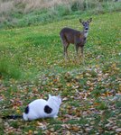 Haha.. jag &auml;r inte r&auml;dd f&ouml;r dig kattracka...