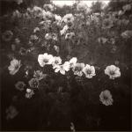 cosmos / Holga-cam