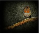 P&aring; en gammal Ek.